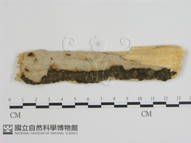 登錄號:F0006749藏品圖，第1張