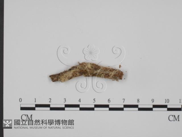 登錄號:F0016749藏品圖，第1張