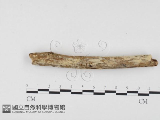 冇骨消絲齒菌藏品圖，第1張