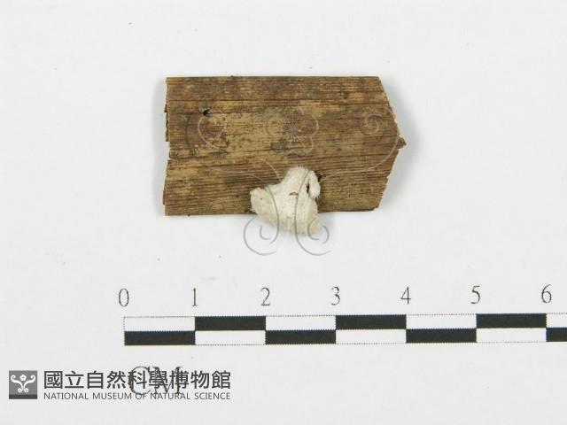 裂褶菌藏品圖，第1張