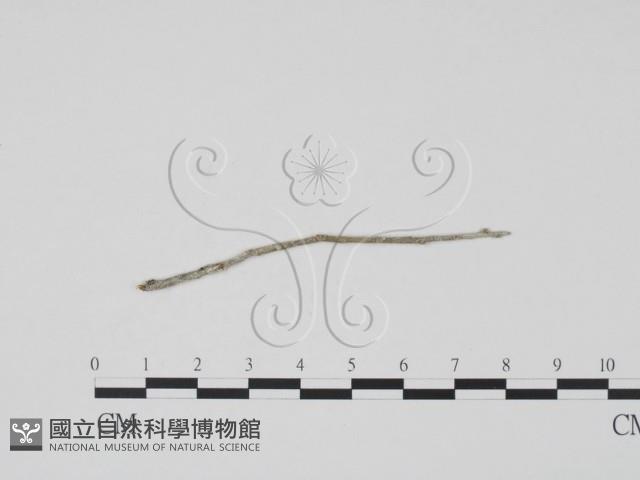 登錄號:F0011749藏品圖，第1張