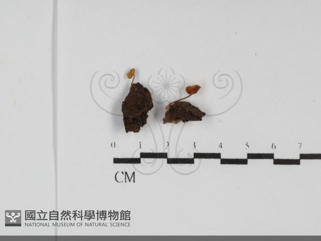登錄號:F0031749藏品圖，第1張