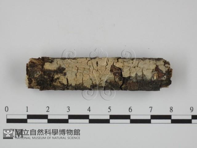 登錄號:F0024749藏品圖，第1張