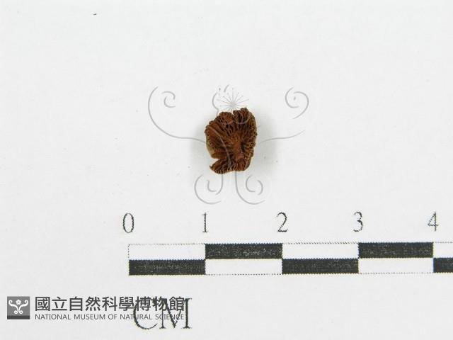 登錄號:F0004749藏品圖，第1張