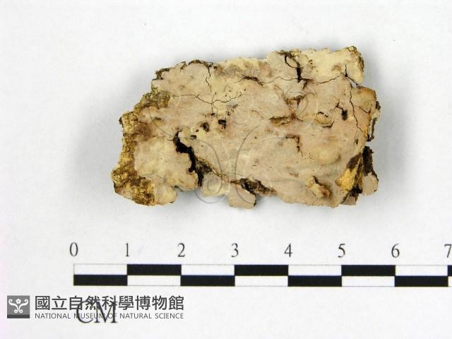 顯絲菌屬藏品圖，第1張