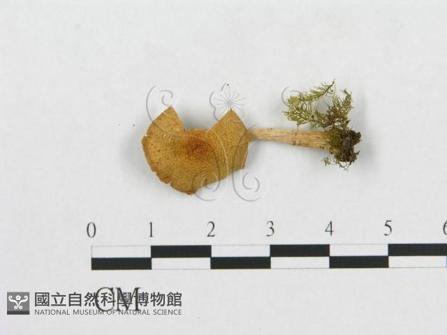 登錄號:F0012749藏品圖，第1張