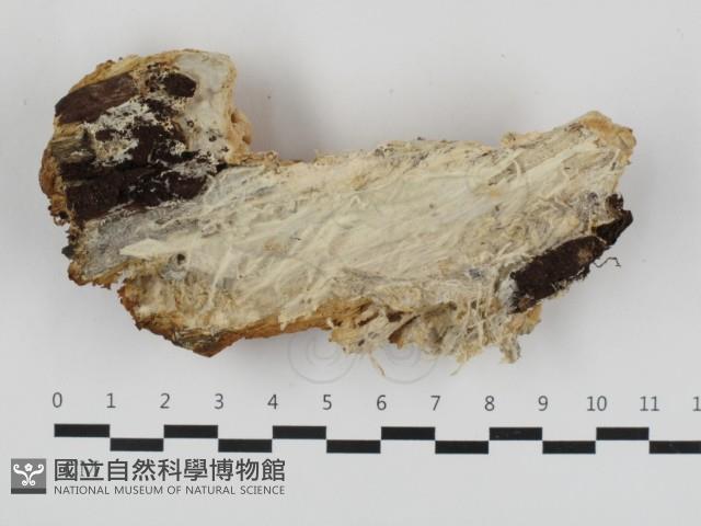 登錄號:F0032749藏品圖，第1張