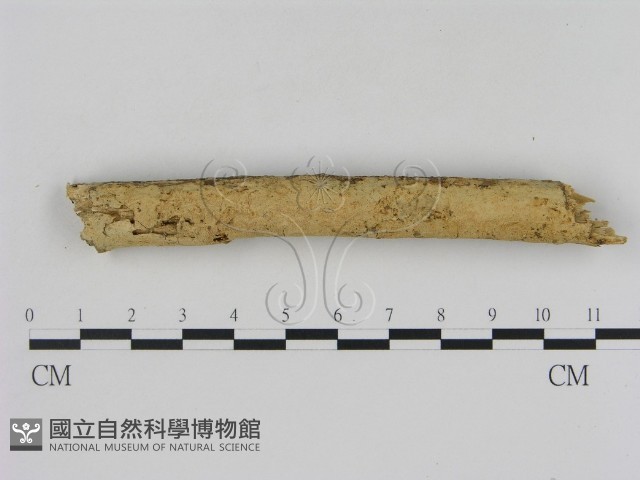 登錄號:F0007749藏品圖，第1張