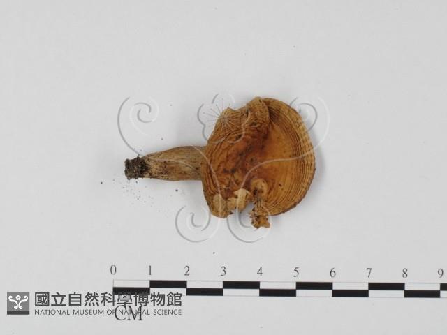 登錄號:F0025749藏品圖，第1張