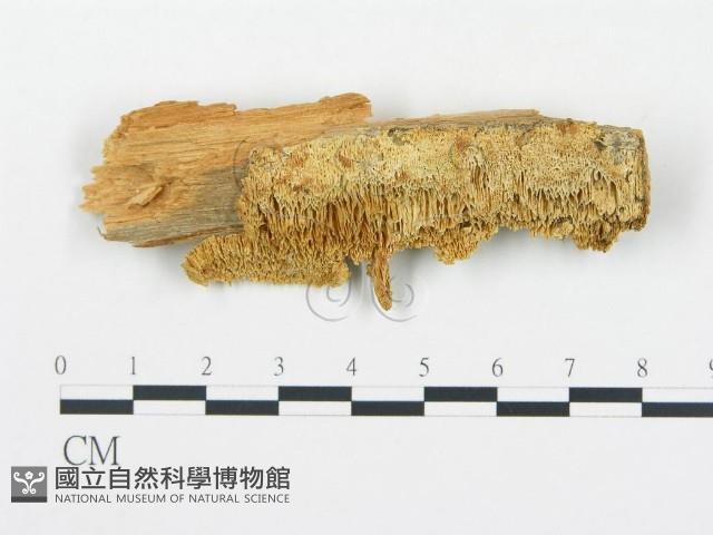 登錄號:F0005749藏品圖，第1張