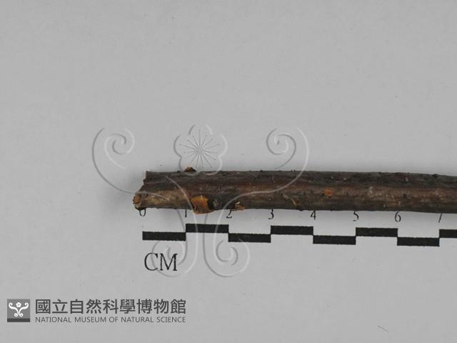 登錄號:F0029749藏品圖，第1張