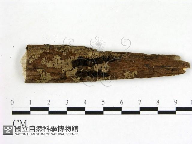 登錄號:F0009749藏品圖，第1張