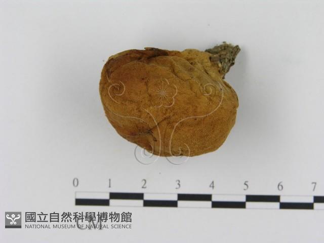 登錄號:F0003749藏品圖，第1張