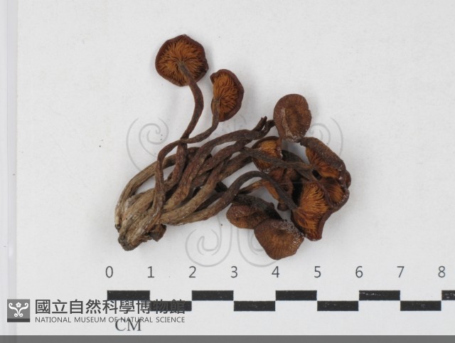 登錄號:F0033749藏品圖，第1張