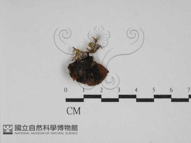 登錄號:F0028549藏品圖，第1張