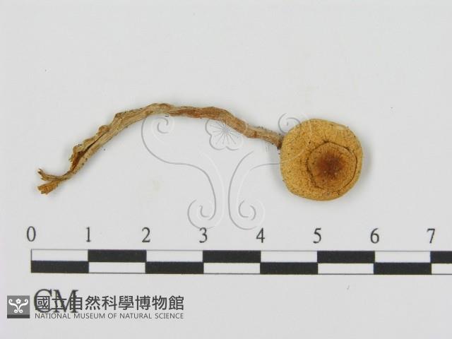 登錄號:F0008549藏品圖，第1張