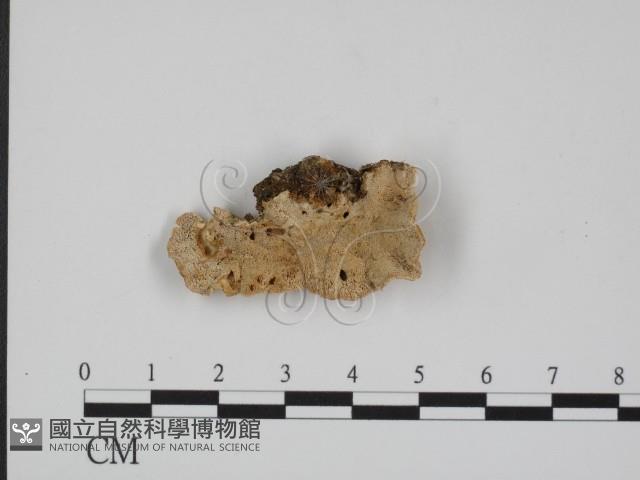 登錄號:F0010549藏品圖，第1張