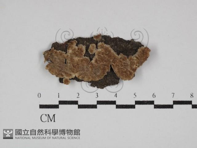 附毛菌屬藏品圖，第1張