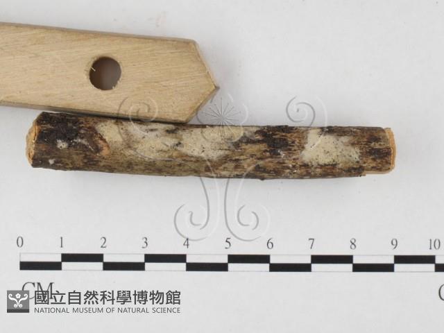 絲皮菌屬藏品圖，第1張
