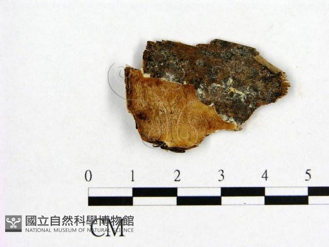 登錄號:F0006549藏品圖，第1張