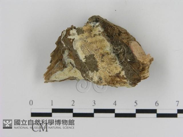 登錄號:F0016549藏品圖，第1張