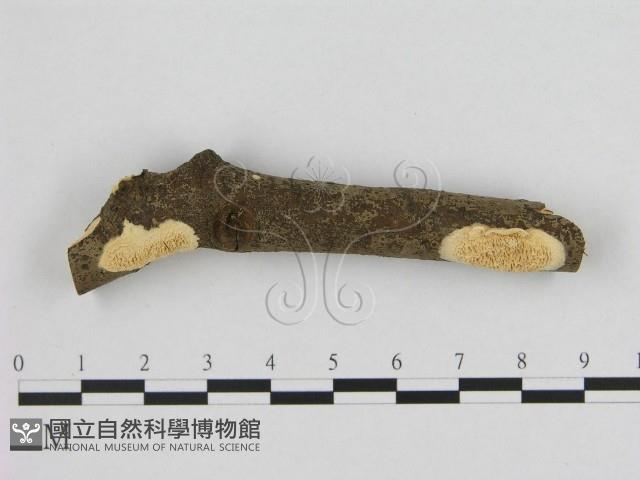 銳孔菌屬藏品圖，第1張