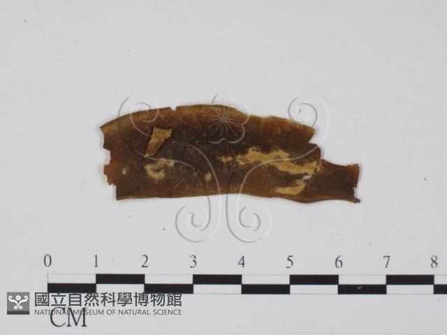 登錄號:F0011549藏品圖，第1張