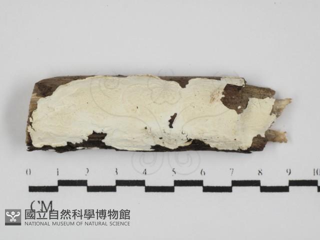 登錄號:F0031549藏品圖，第1張