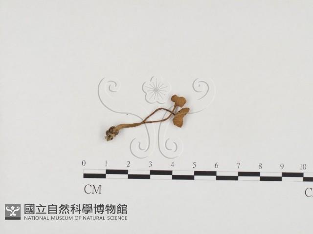 登錄號:F0024549藏品圖，第1張