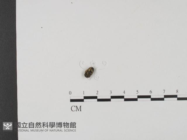登錄號:F0004549藏品圖，第1張