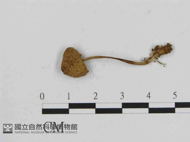 小菇屬藏品圖，第1張