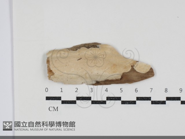 登錄號:F0034549藏品圖，第1張