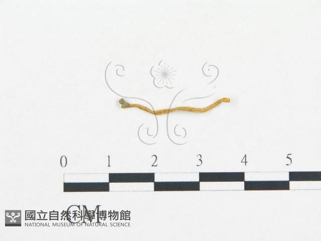 登錄號:F0012549藏品圖，第1張