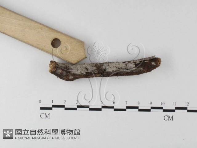 絲齒菌屬藏品圖，第1張