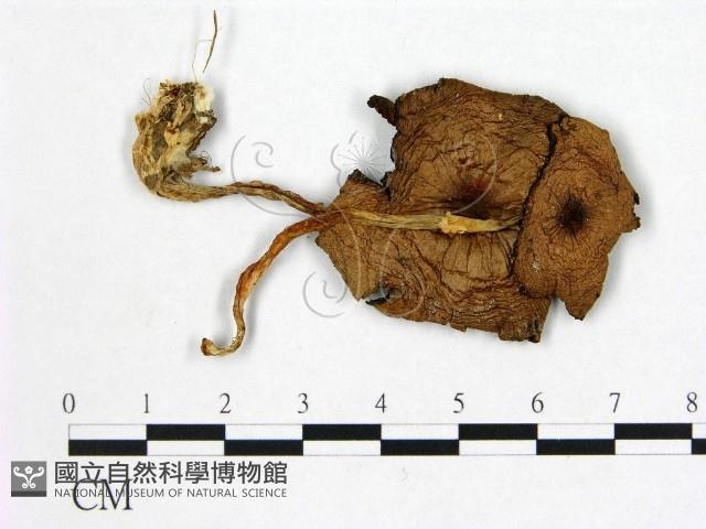 登錄號:F0005549藏品圖，第1張