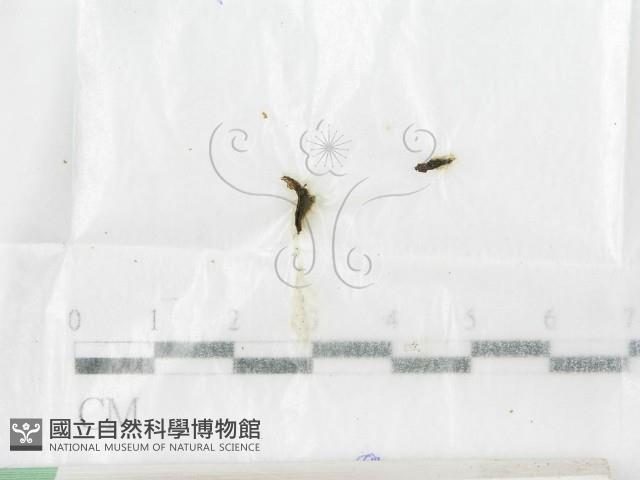 登錄號:F0015549藏品圖，第1張