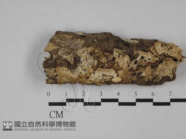 登錄號:F0029549藏品圖，第1張