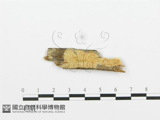 登錄號:F0009549藏品圖，第1張