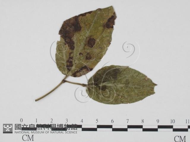 登錄號:F0019549藏品圖，第1張