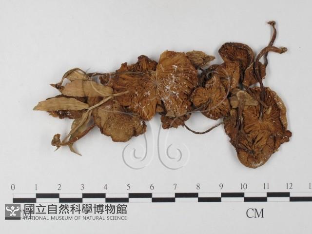 登錄號:F0023549藏品圖，第1張