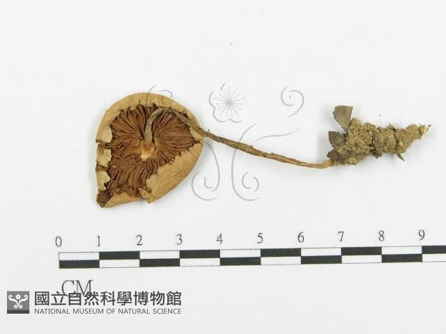 登錄號:F0003549藏品圖，第1張