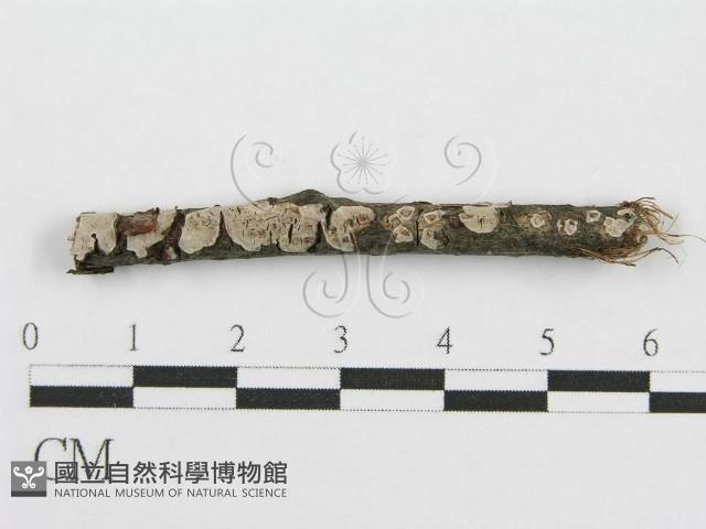 筍殼菌屬藏品圖，第1張