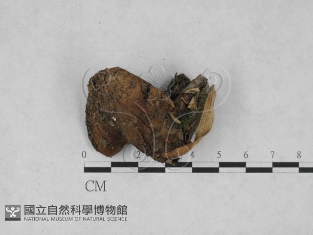 登錄號:F0028149藏品圖，第1張