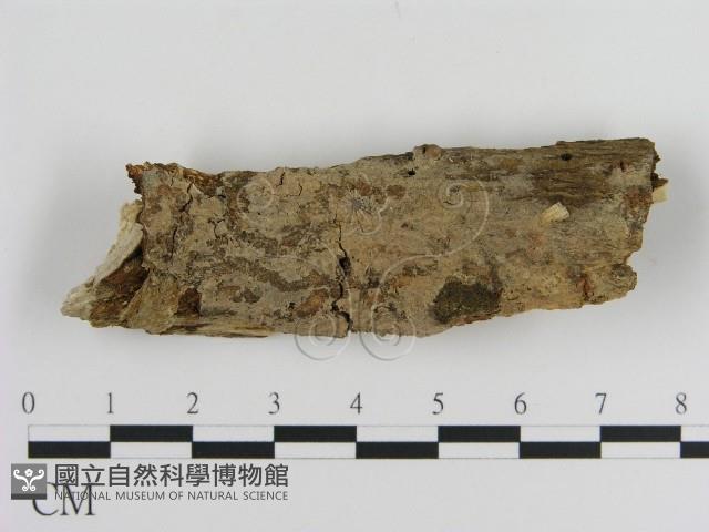 絲皮菌屬藏品圖，第1張