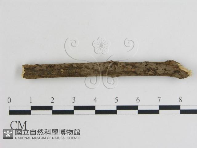 登錄號:F0000149藏品圖，第1張