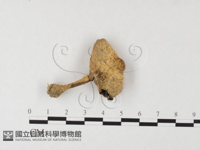 登錄號:F0026149藏品圖，第1張