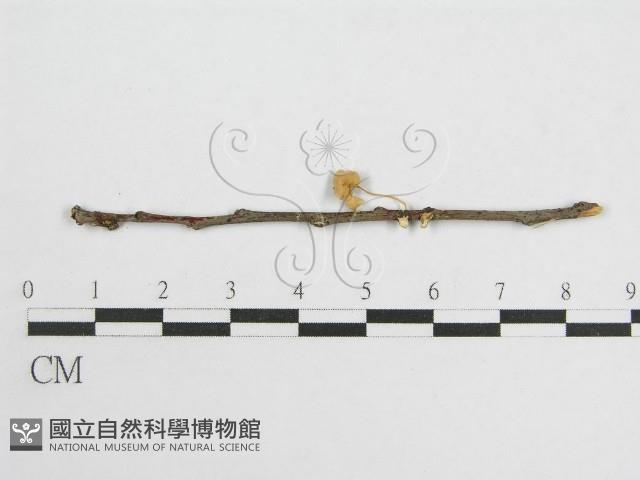 微皮傘屬藏品圖，第1張