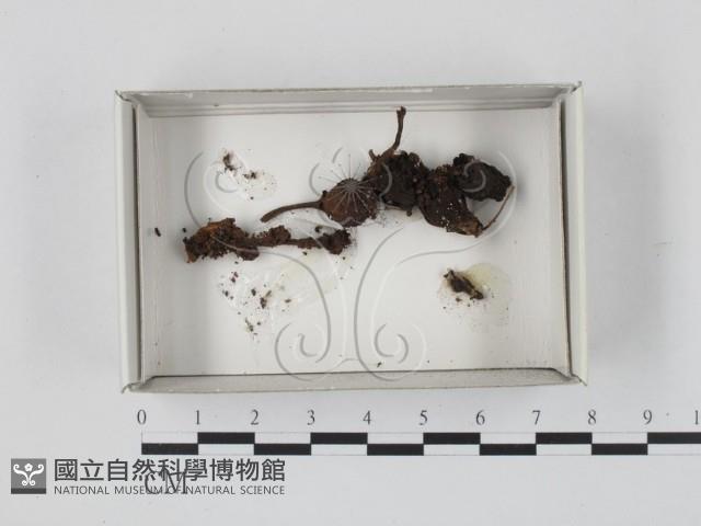 登錄號:F0021149藏品圖，第1張