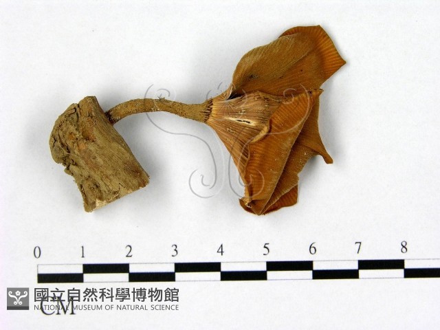登錄號:F0011149藏品圖，第1張