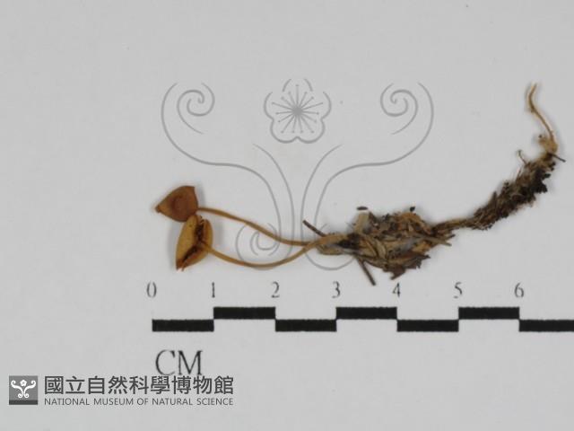 登錄號:F0031149藏品圖，第1張
